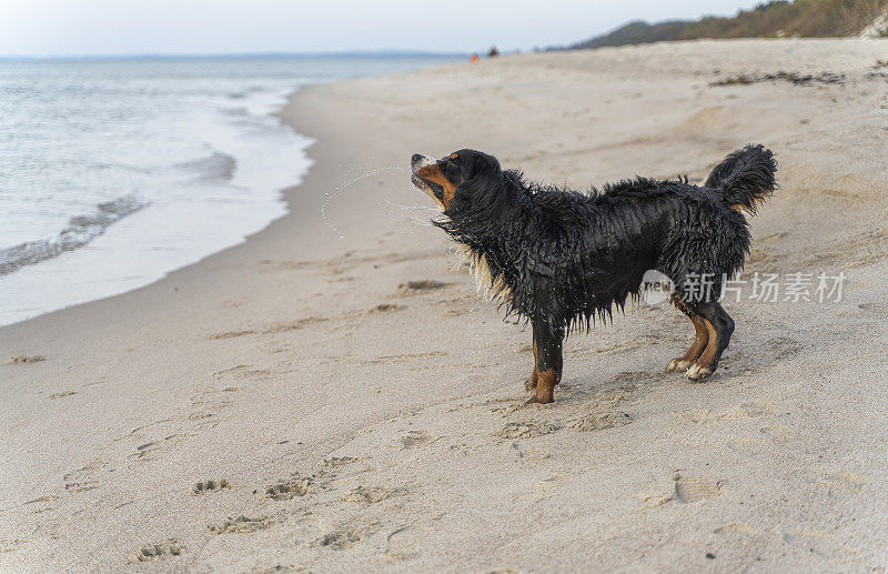 伯恩斯山地犬，泽南猎犬湿狗在阳光明媚的秋日沙滩上游泳。