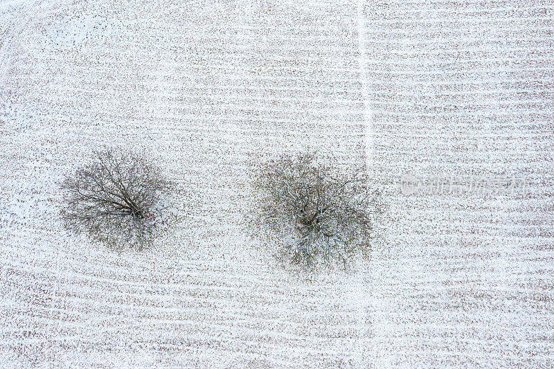乡间田野上两棵结了冰的树，上面覆盖着雪。鸟瞰图