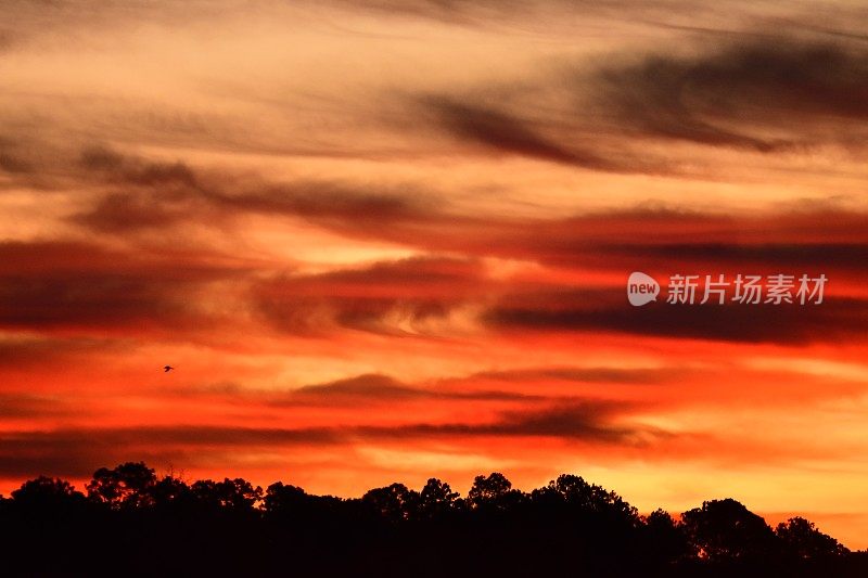 橙色的日出，黎明前的阳光照射在森林上空斑驳的云的背面