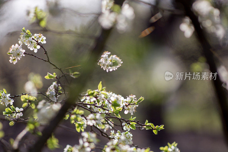 野生樱花