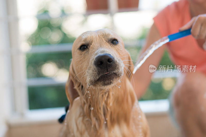 金毛犬洗澡