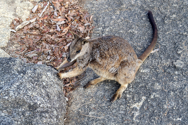 澳大利亚昆士兰，花岗岩峡谷，巨石间的马瑞巴岩袋鼠