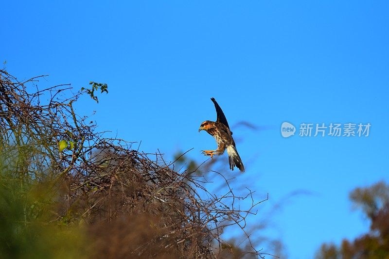 侧面的蜗牛风筝与翅膀展开宽，因为它减慢着陆