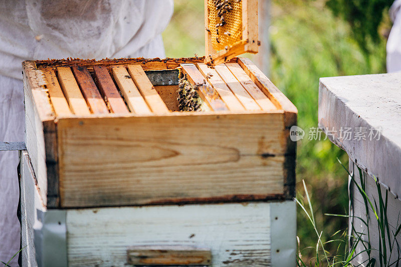养蜂人从蜂箱中取出蜂蜜，从蜂箱中取出蜜蜂