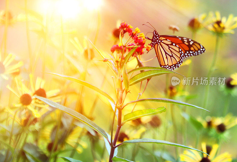 帝王蝶给花喂食和授粉