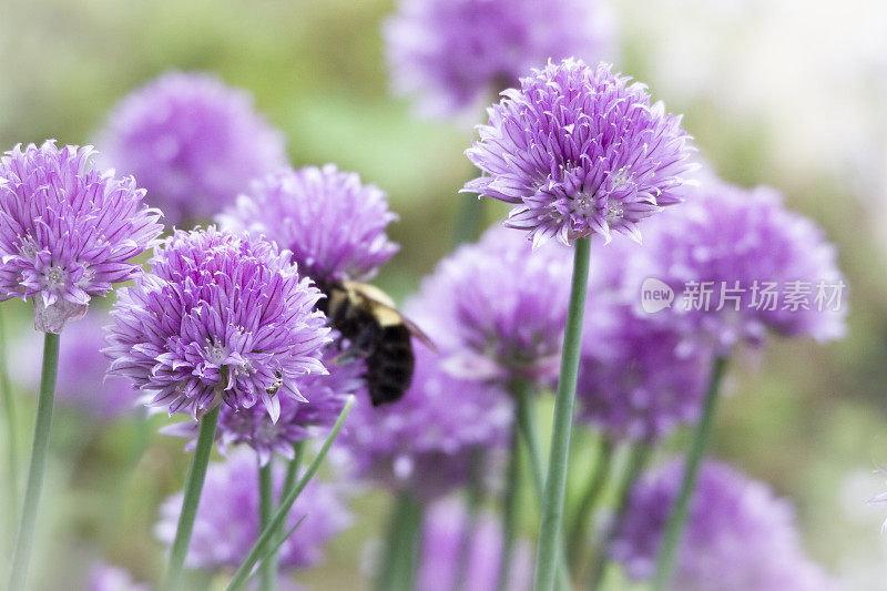 韭菜(葱)与蜜蜂背景