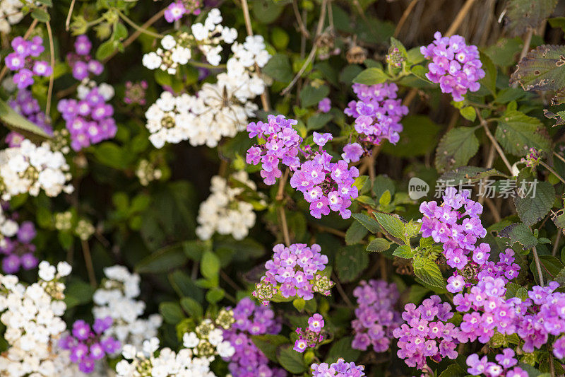 紫白花