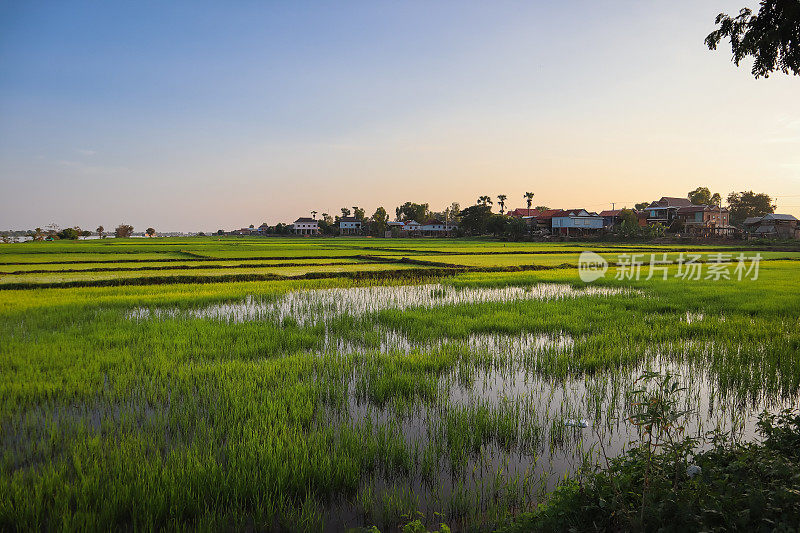 湄公河稻田