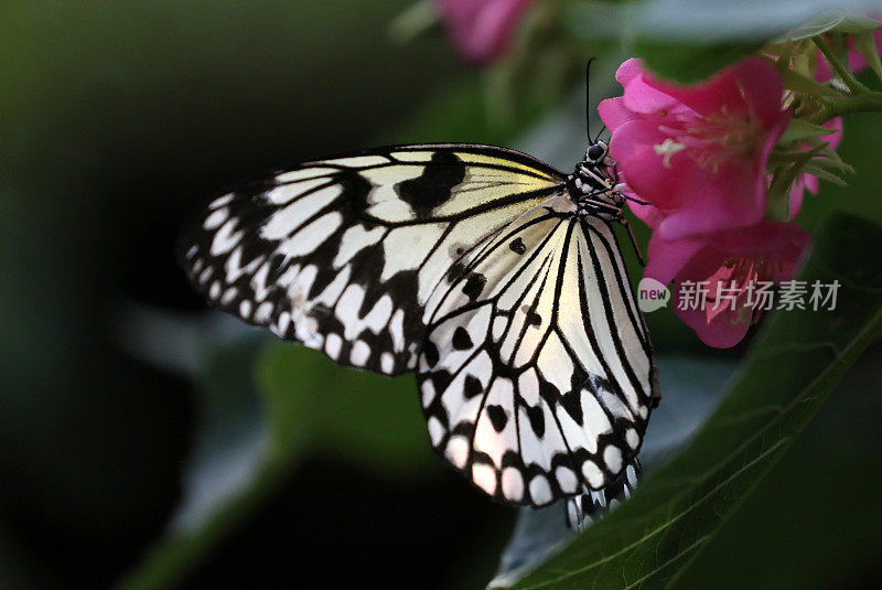 热带蝴蝶