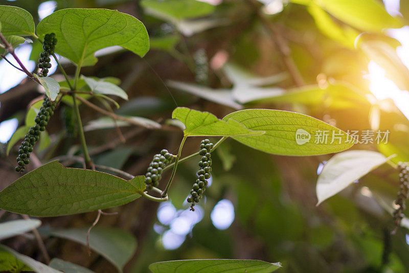 黑胡椒藤与未成熟的胡椒粒