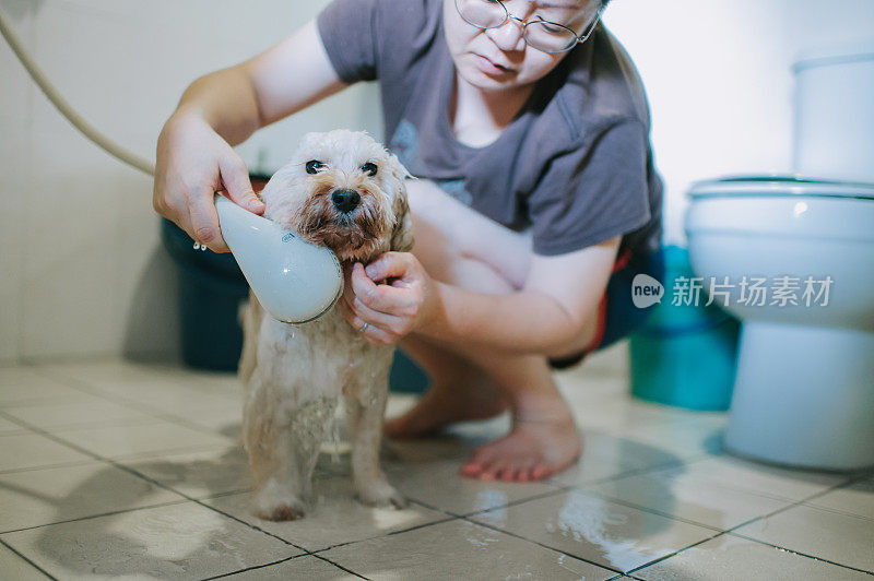 一位亚洲华人中年妇女在家里的盥洗室里用水管清洗她的玩具狮子狗，为它洗浴