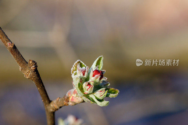 开花结果的树。霜