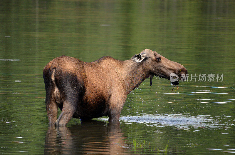 美国阿拉斯加池塘里的麋鹿