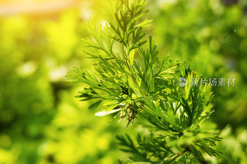 香菜在阳光下的春天在农田里开花