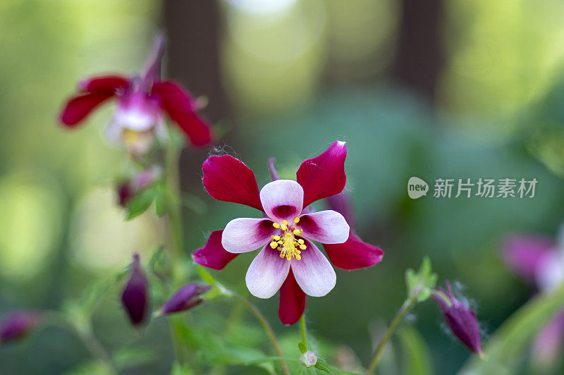 白沉香属开花植物，红白黄花，多年生观赏草本，花盛开