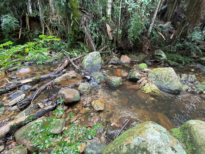 雨林溪