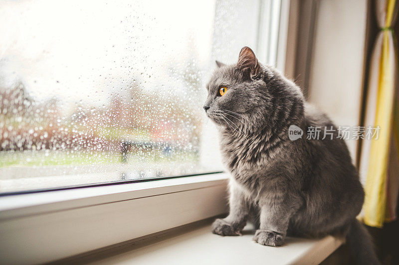 一只猫在雨天向外看