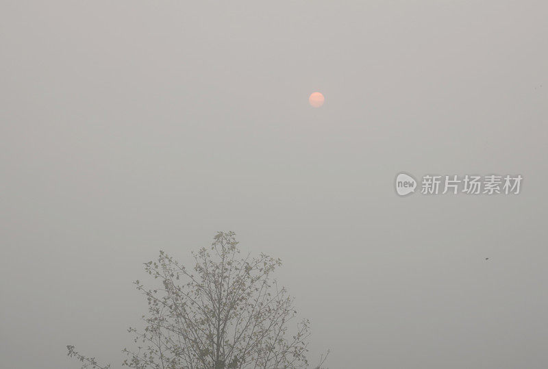 在加拿大，可怕的野火烟雾遮住了太阳和一棵树