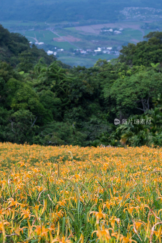 台湾花莲的黄花莲