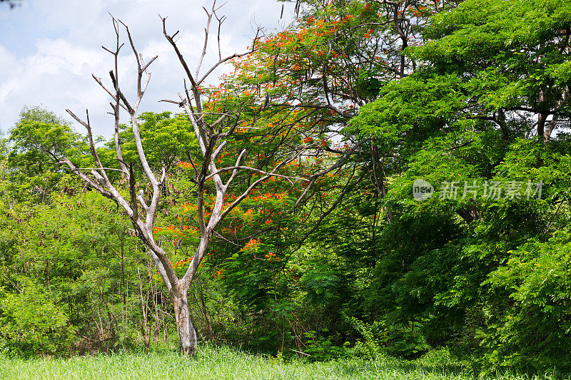 绿色的热带树木和曼谷的一棵枯死的树