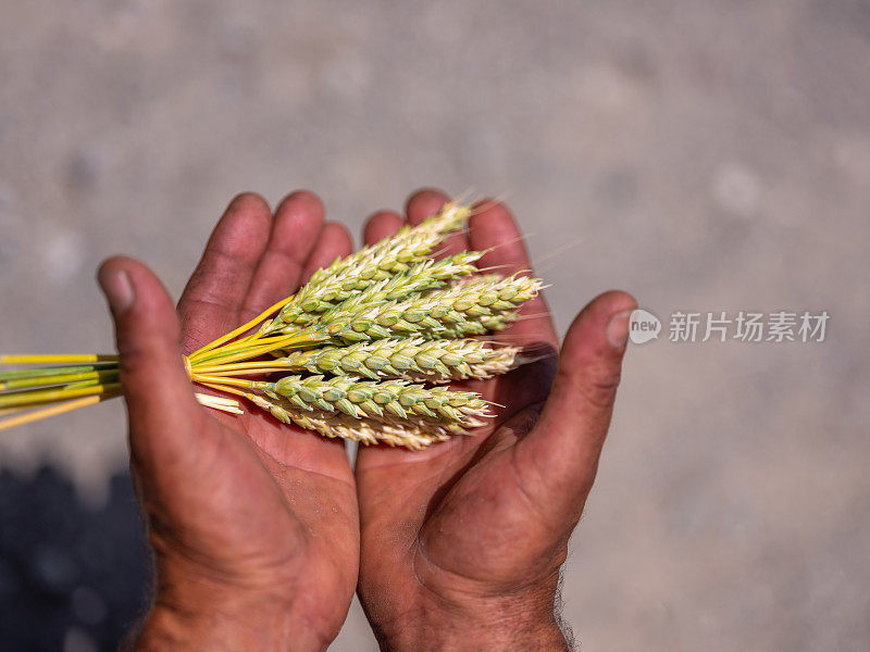 正在成熟的小麦，黑麦在农民手中