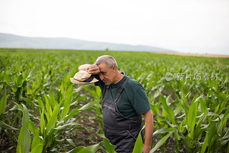 一个成熟的男人在玉米地里完成了工作