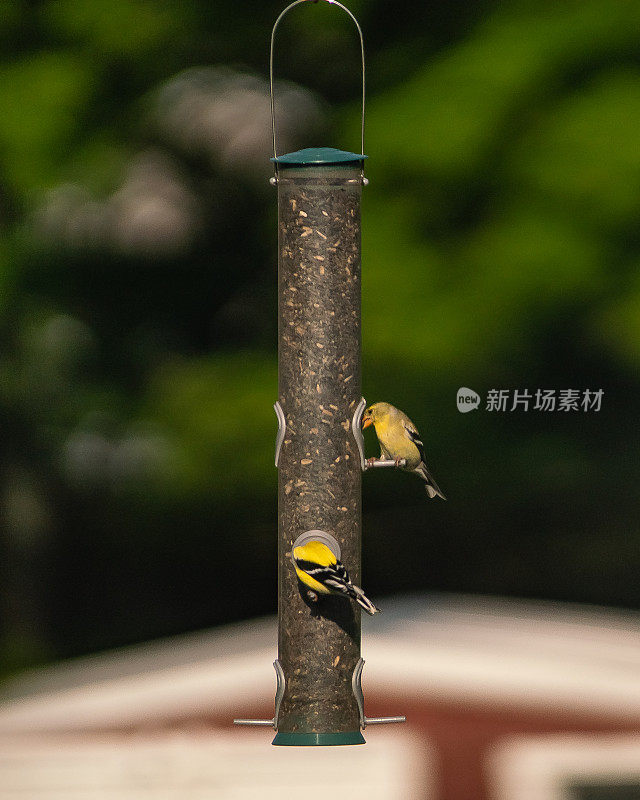 两只黄雀正在吃喂鸟器