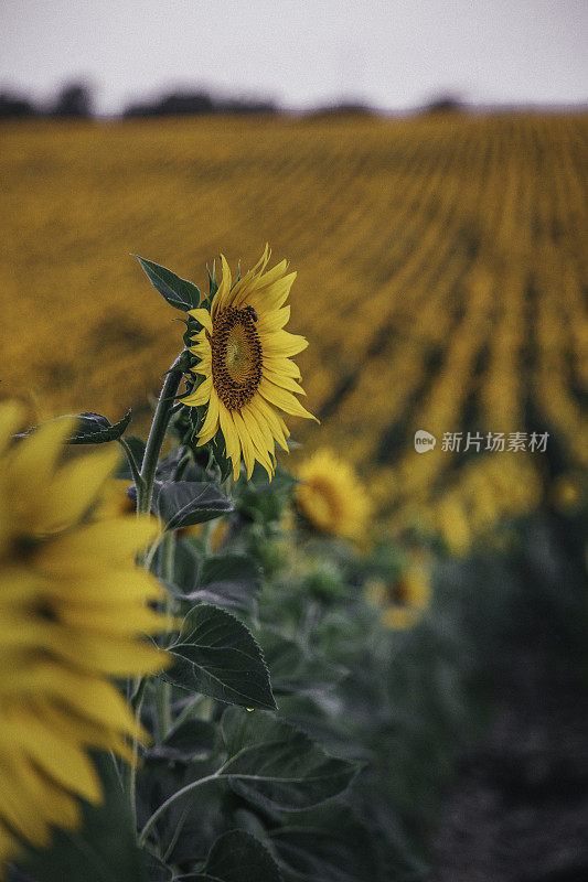 农地上美丽的向日葵自然景观