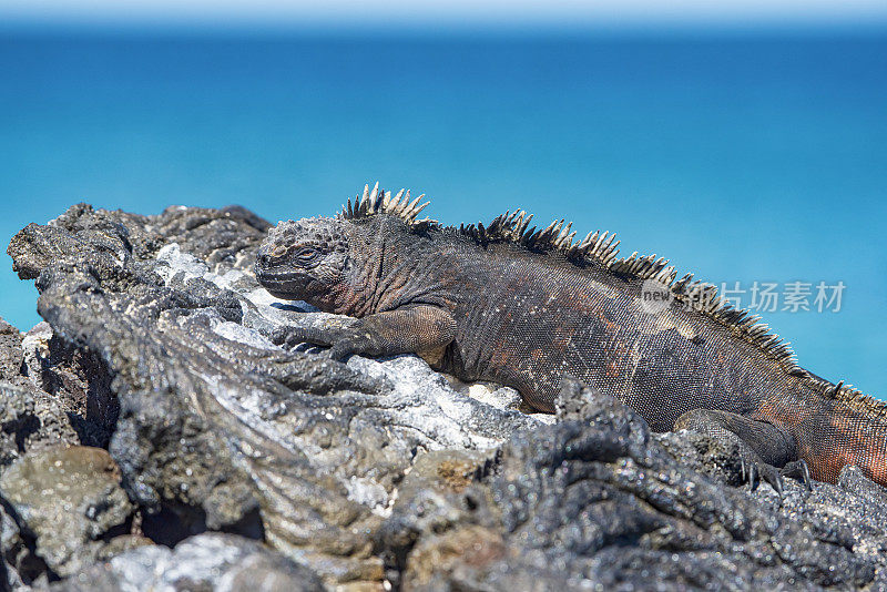 加拉帕戈斯群岛圣地亚哥岛特有的海鬣蜥