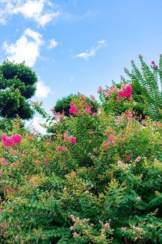 香港九龙芝莲庵花园