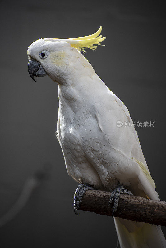 硫冠凤头鹦鹉，一种澳大利亚标志性的鸟类