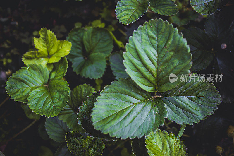 绿叶作为背景-一堵树叶墙-