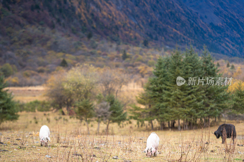 中国，西藏，四川，亚丁，香格里拉山，秋天的自然景观