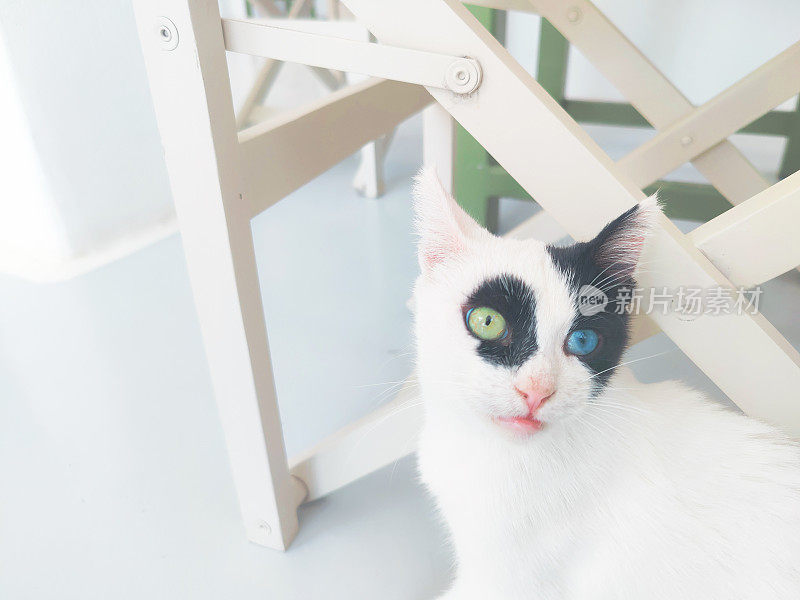 一只一只绿一只蓝眼睛的猫的画像，住在希腊基克拉迪斯基思诺斯岛