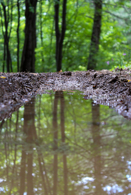 树林的倒影映在林中小路上的水洼上。波斯尼亚和黑塞哥维那的森林。