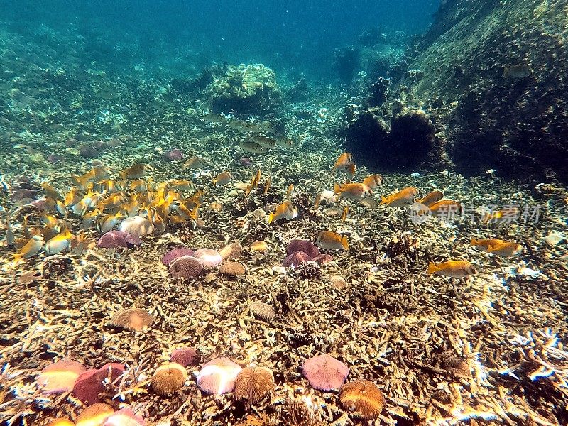 泰国古道海洋生物