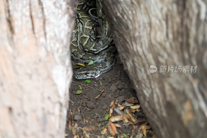 博茨瓦纳北部图里地区的岩蟒