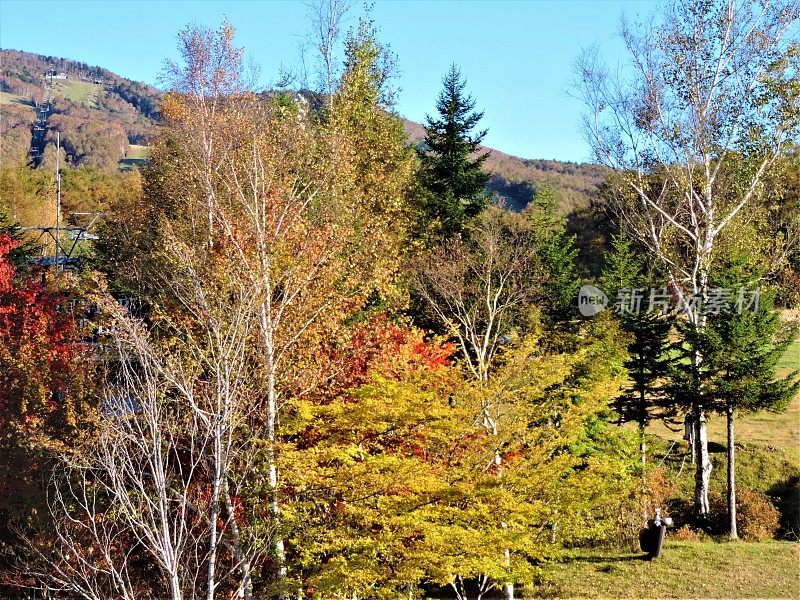 日本。十月里晴朗的一天。秋天的颜色。森林在山上。