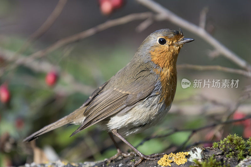 罗宾(红心rubecula)