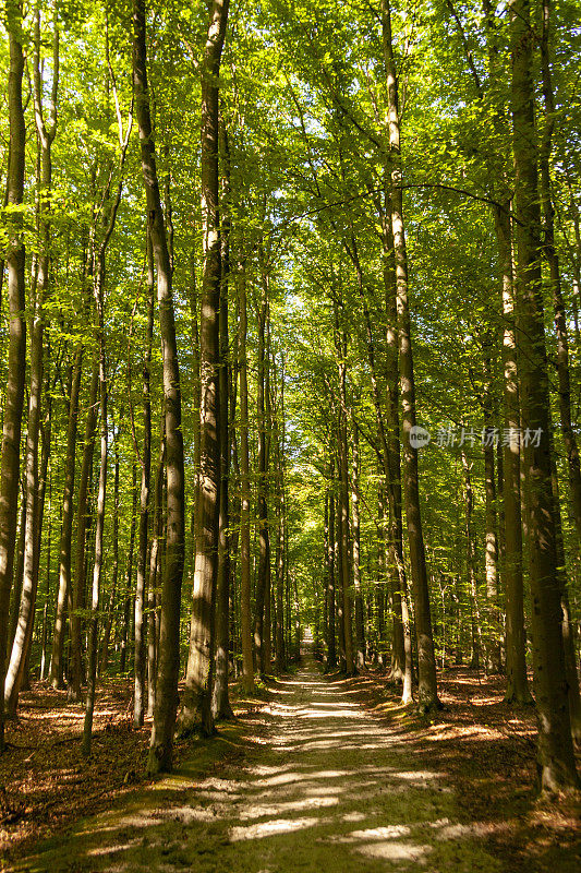 穿过格伦达尔植物园巨大的山毛榉树。森林的一部分，代表了布鲁塞尔首都的绿色凸耳