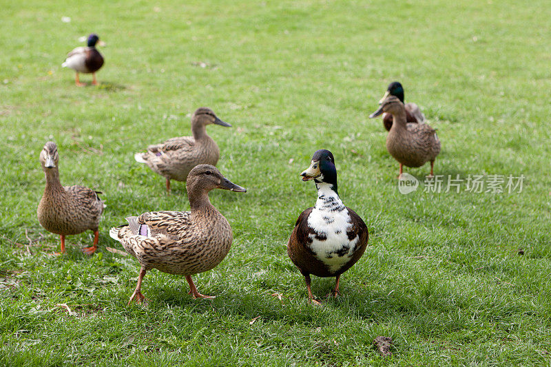 草地上的一群鸭子