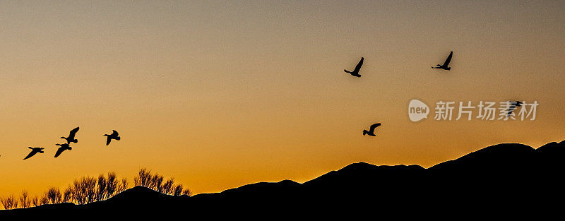 在博斯克德尔阿帕奇国家野生动物保护区飞行的沙丘鹤