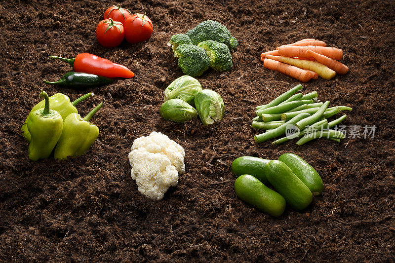 有机蔬菜群，土壤背景，有机种植，胡萝卜，樱桃番茄，辣椒，黄瓜，西兰花，抱子甘蓝，花椰菜，青豆，青椒