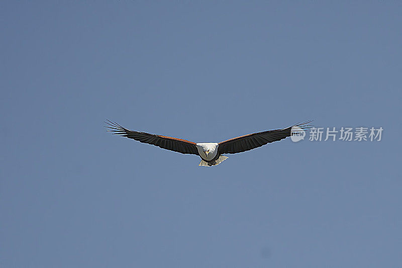 美国Fish-Eagle