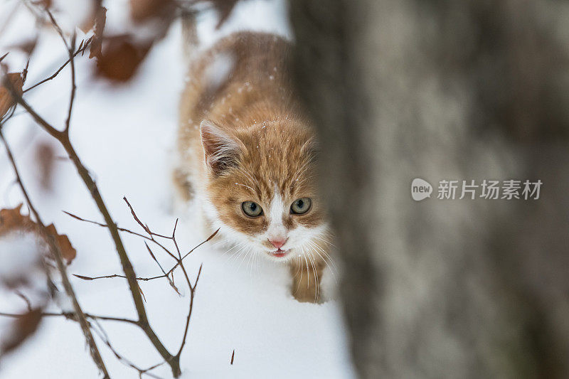 小红猫在白雪覆盖的森林里散步