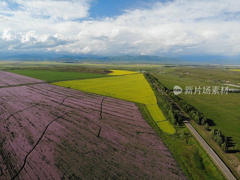 中国新疆美丽的花海鸟瞰图