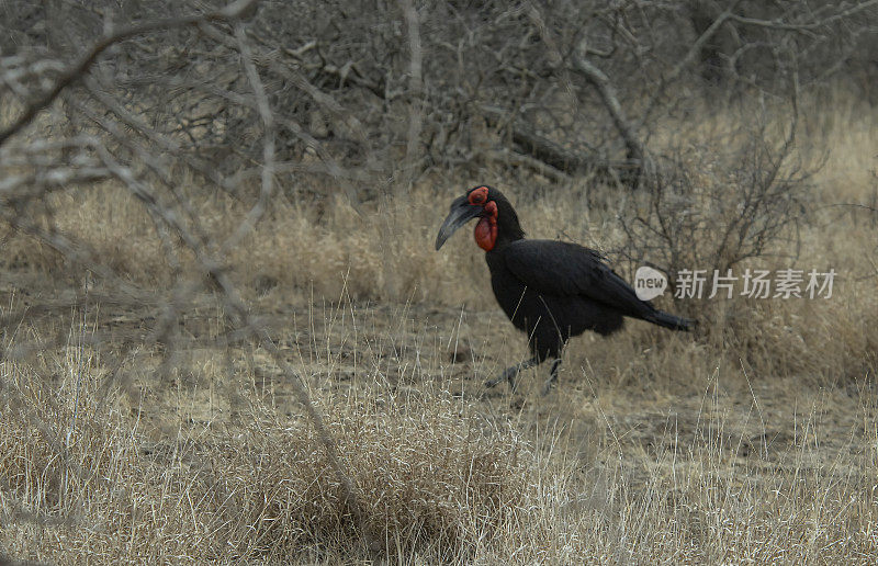 南部Ground-Hornbill