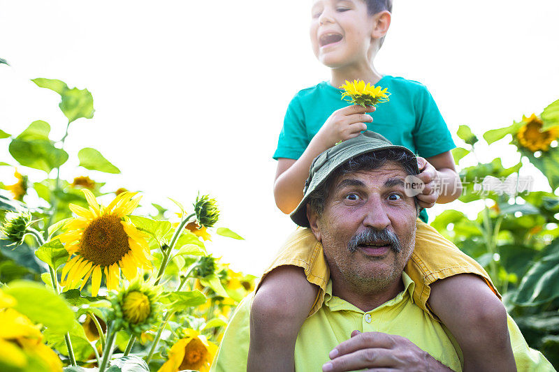 一位滑稽的爷爷肩上扛着孙子在向日葵地里