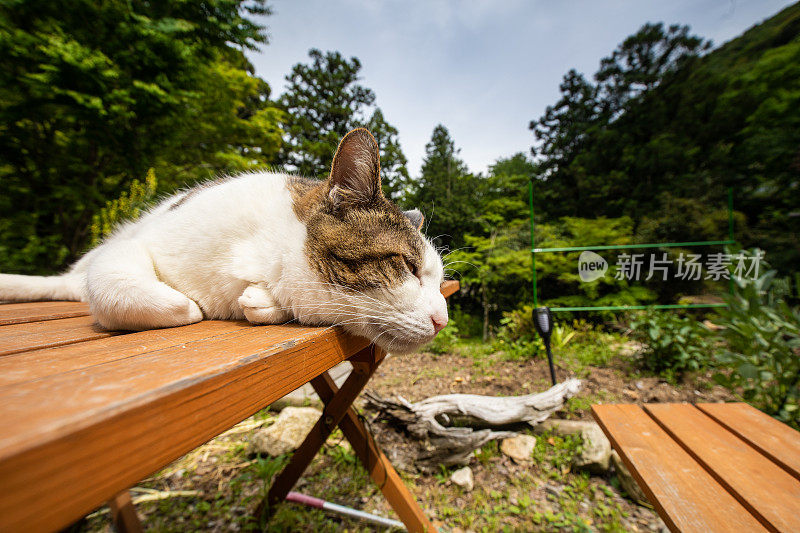 在野餐桌上晒太阳的宠物猫