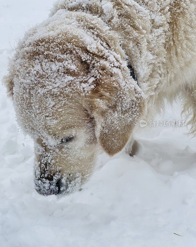 雪中的金毛寻回犬